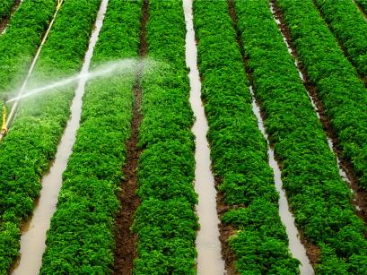 rows of crops with a sprinkler